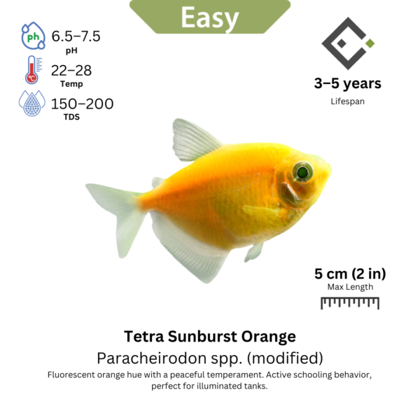 Tetra Sunburst Orange