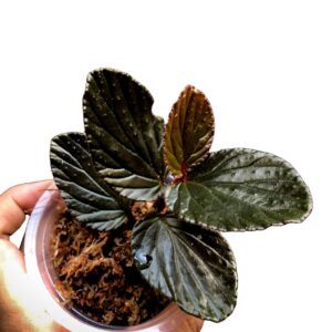 Begonia inggitiae