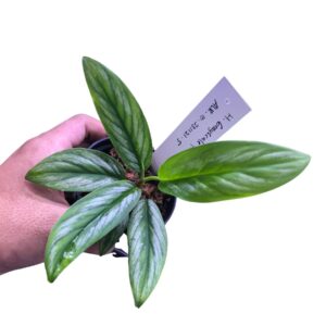 Homalomena Silver Brush Riau rare plant