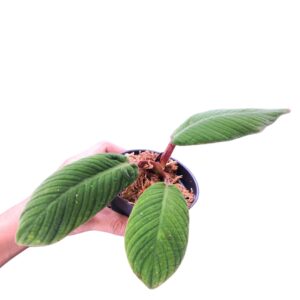 Homalomena sp. Sibolga rare plant