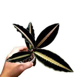 Labisia sp. Brown Jambi plant