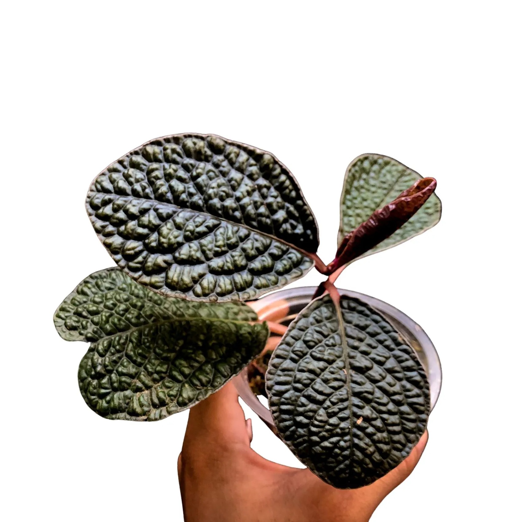 Labisia sp. Rhino Borneo plant