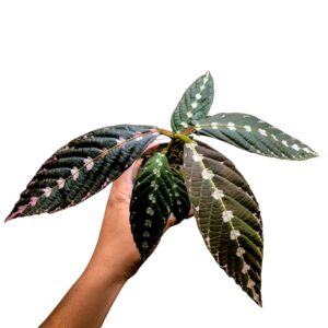 Leea zippeliana rare plant