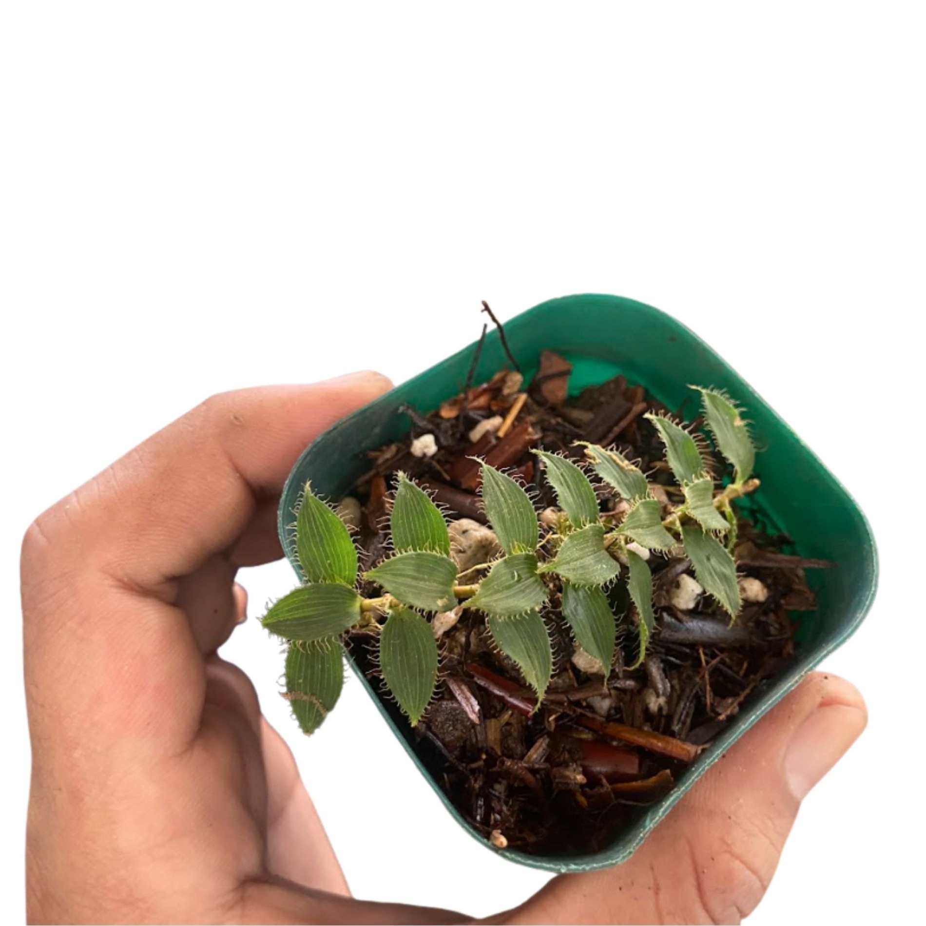 tropical climbing plant Freycinetia elegantula