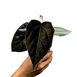 Pterisanthes Batman from West Kalimantan