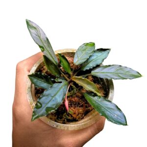 Homalomena euclase Sumatra plant