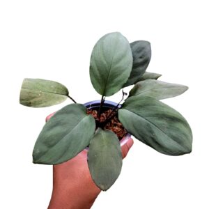 Rare Homalomena from Pulau Lingga