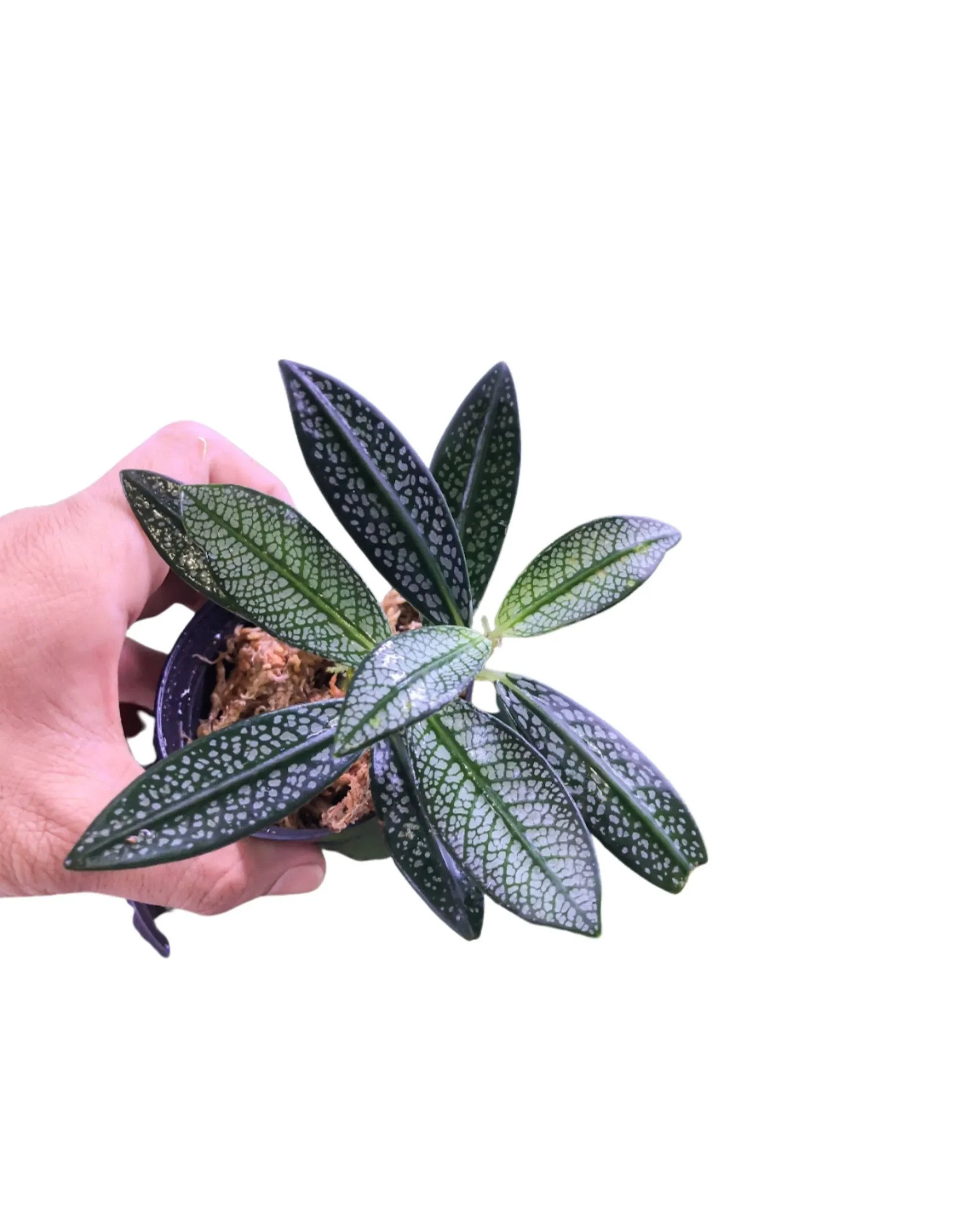 Argostema Pearl rare plant