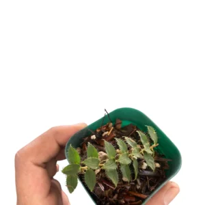 tropical climbing plant Freycinetia elegantula